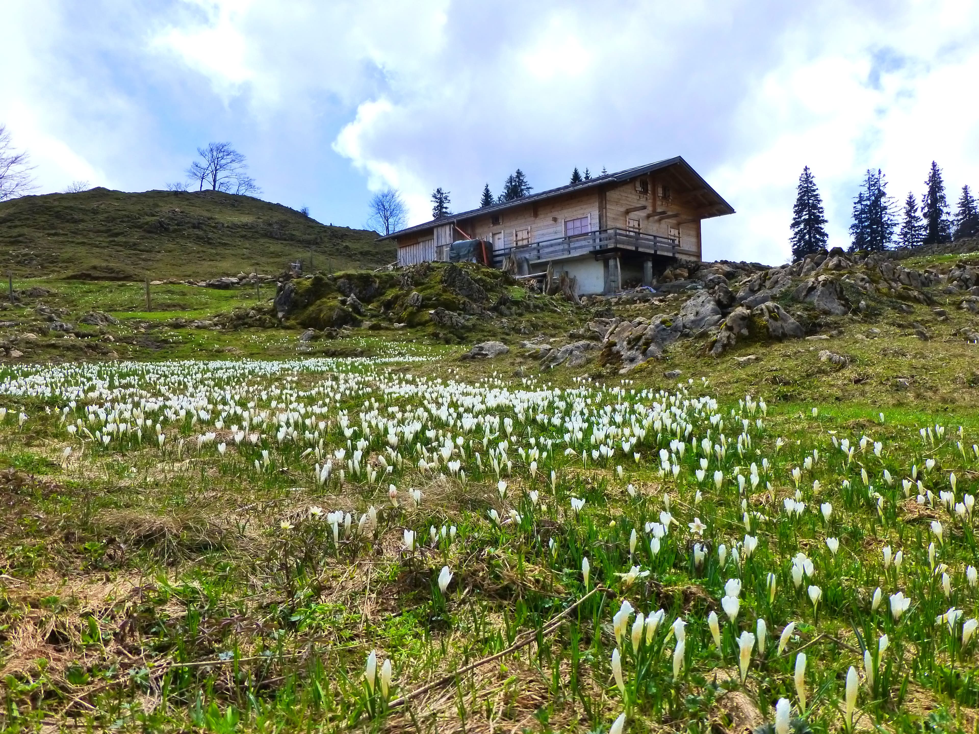 Stoibenmöseralm