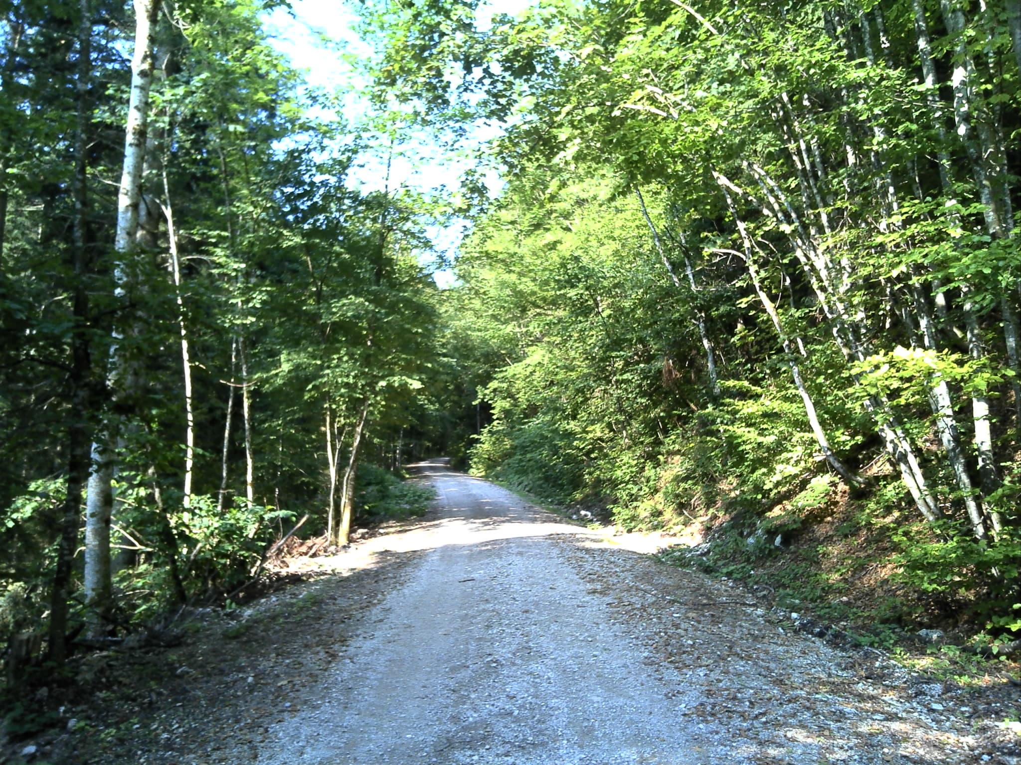 Forststraße zur Aßbergalm