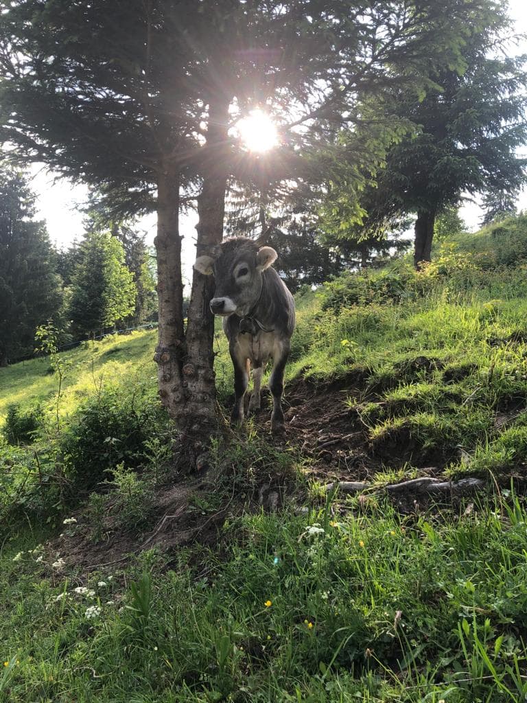 Beim Posthalter Kuh Sonne